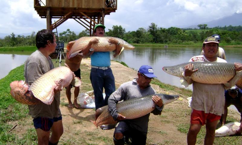 Sierra y Selva Exportadora promoverá el desarrollo de aguaje, paiche y palmito