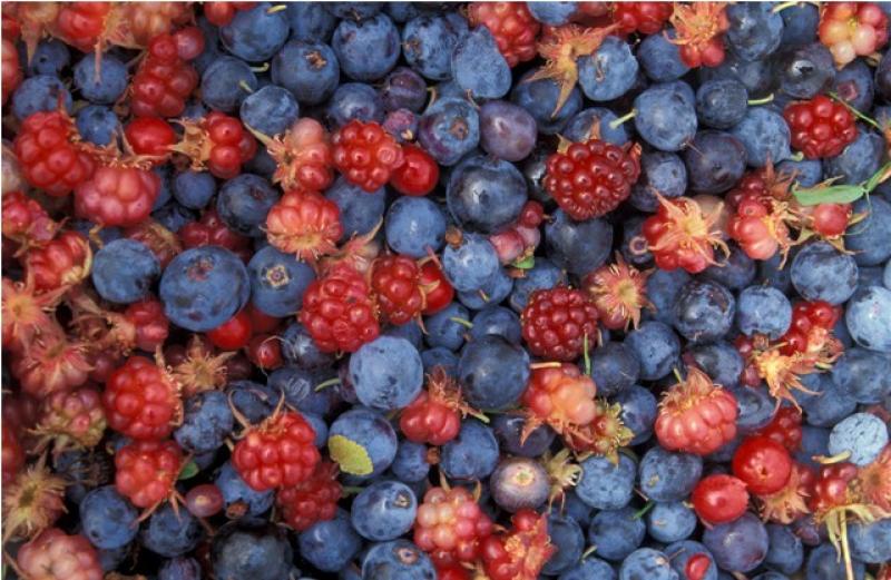 SIEX IMPULSARÁ TRUCHAS, BERRIES Y CEREZAS PARA ASIA