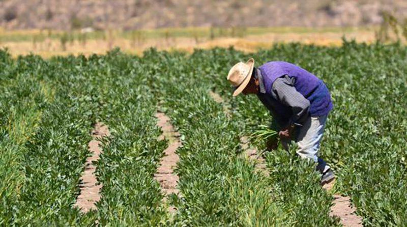 Situación actual del agro en el Perú