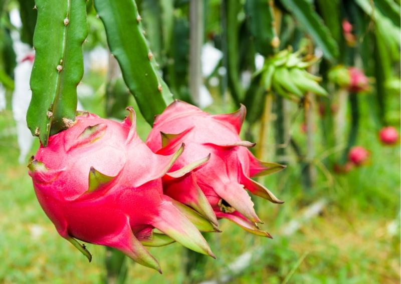 Sobreexplotación de pitahaya en Ecuador pone en jaque rentabilidad del cultivo