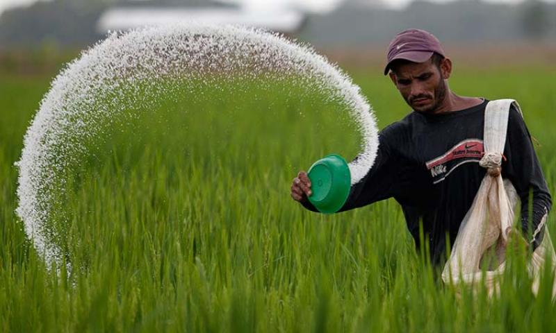 Solo 46.7% de los más de dos millones de pequeños y medianos productores utilizaron fertilizantes químicos; 28% utiliza solo abonos