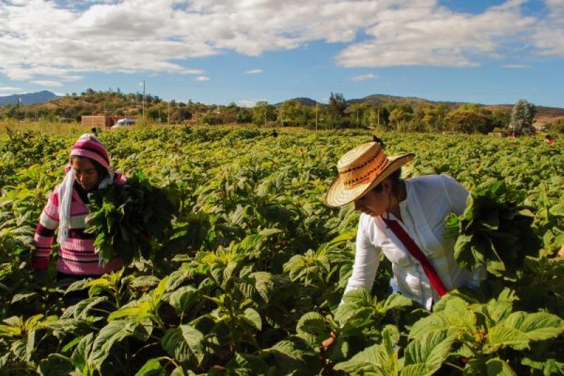 Solo con sistemas agroalimentarios más justos e inclusivos se alcanzarán los Objetivos de Desarrollo Sostenible