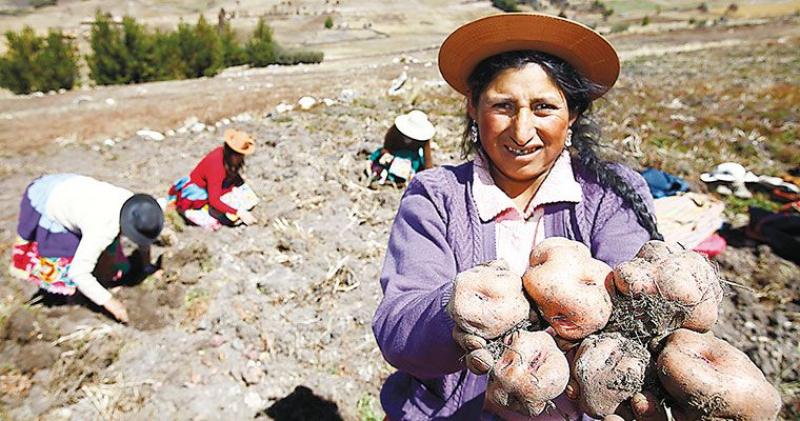 SOLO EL 1.5% DE LOS CULTIVOS DE PAPA UTILIZAN SEMILLA DE CALIDAD