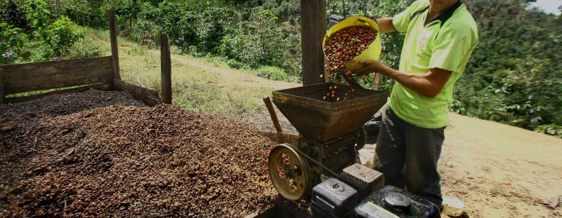 Solo uno por ciento del total de fondos estatales destinados al sector cafetalero se invierte en innovación