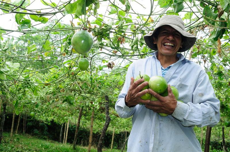 STDF y el IICA lanzan proyecto para promover en 12 países de América Latina y el Caribe la disminución de residuos de plaguicidas en exportaciones agrícolas