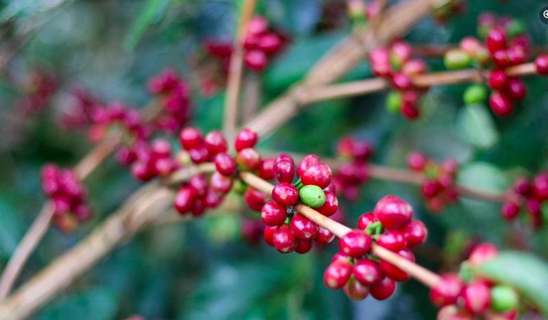 Supervisan avance de proyecto de producción de café injertado en Perú