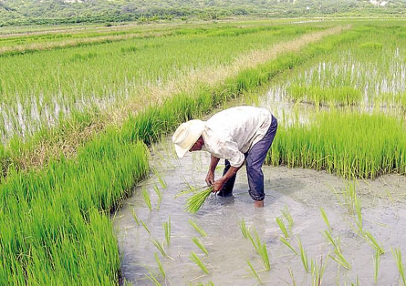 SUPERVISAN AVANCE DE SIEMBRA DE CAMPAÑA CHICA DE ARROZ EN PIURA