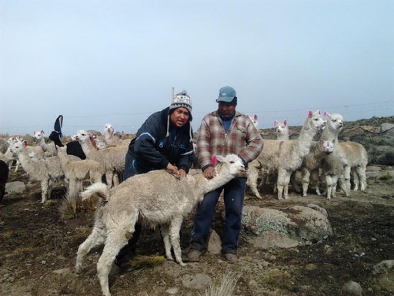 TACNA: COORDINAN ACCIONES PARA VACUNACIÓN DE CAMÉLIDOS SUDAMERICANOS