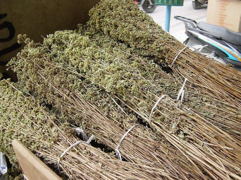 TACNA PRODUCIRÍA 4.2 MILLONES  DE KILOS DE ORÉGANO ESTE AÑO