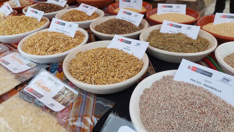 Tasa de uso de semillas certificadas en Perú es de 15%