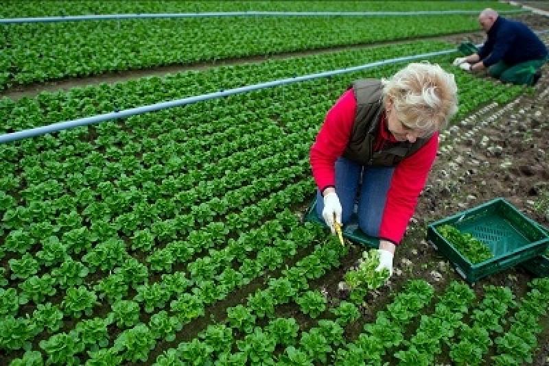 TÉCNICOS ANDALUCES COMPARTIRÁN SU EXITOSA EXPERIENCIA  AGRARIA EN PERÚ