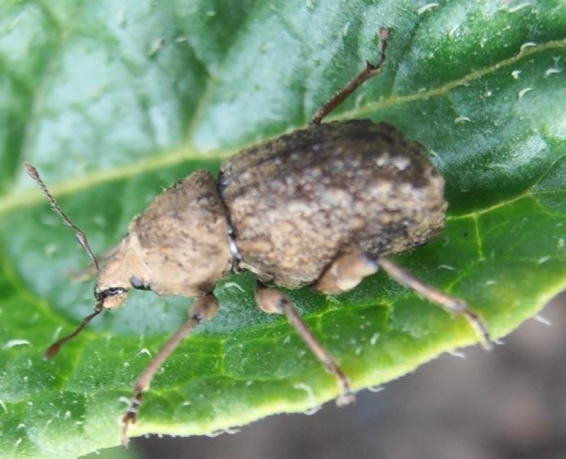 TECNOLOGÍA COMBATIRÁ GORGOJO DE LOS ANDES EN CULTIVO DE LA PAPA