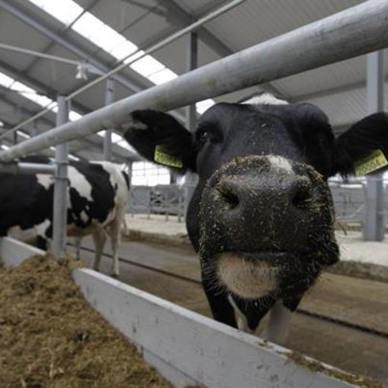 TECNOLOGÍA SMS PERMITIRÁ SABER EL MOMENTO EXACTO DE CELO DE LAS VACAS