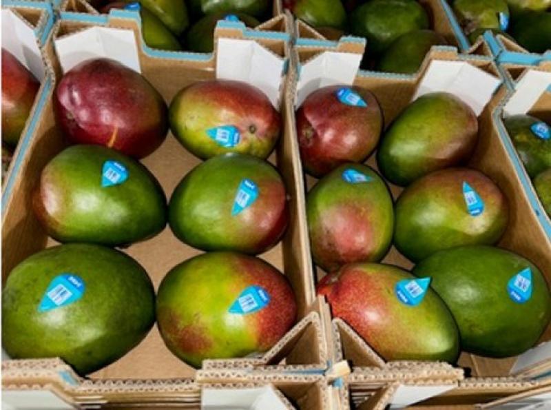 "Temporada de mango peruano ha sido una de las más pobres de los últimos años"