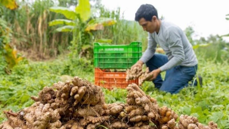 Temporada difícil para el jengibre peruano, con menores rendimientos y problemas de calidad