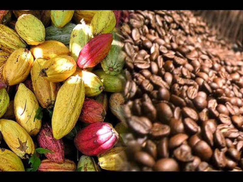 “Tenemos que posicionar el cacao peruano”