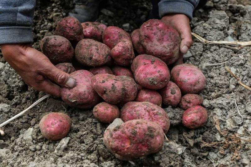 “The New York Times” rinde homenaje a la papa y su aporte a la gastronomía peruana