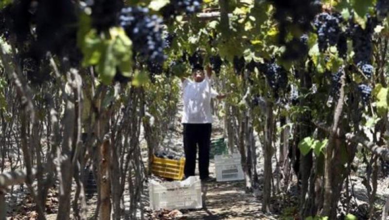 Tierras agrícolas de Lima e Ica son lotizadas para construcción de viviendas