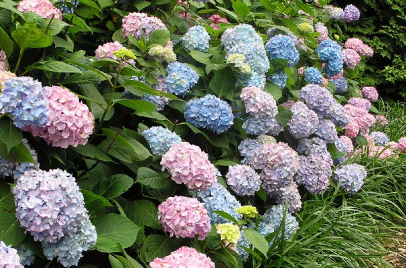 TRABAJAN PARCELAS DEMOSTRATIVAS PARA CULTIVAR NUEVOS COLORES DE HORTENSIAS 