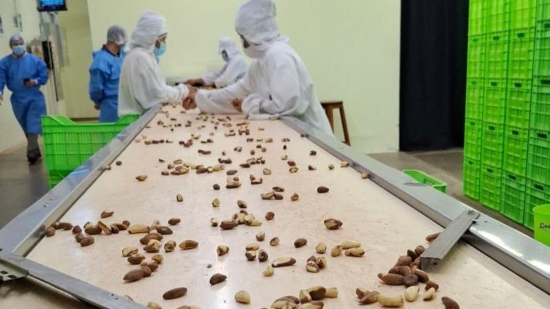 Transforman cáscaras de castaña para generar electricidad limpia