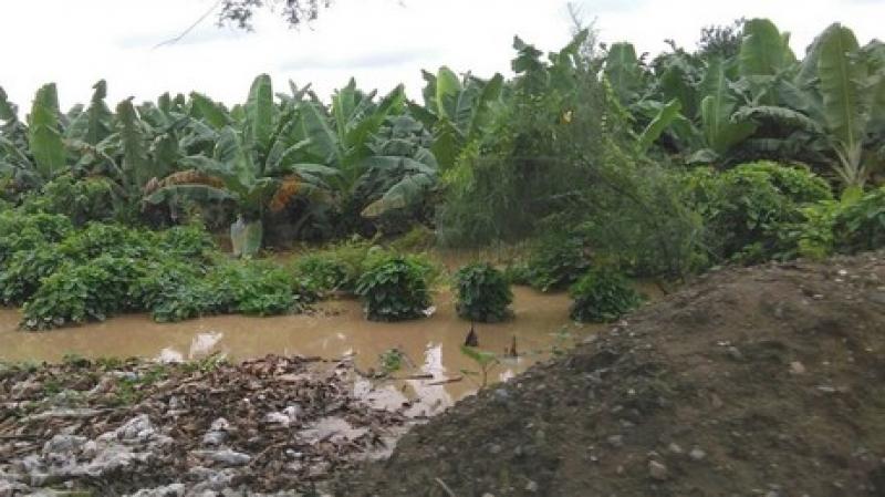 TUMBES: EXPORTACIÓN DE BIOBANANOS PERUANOS SE ESTANCÓ