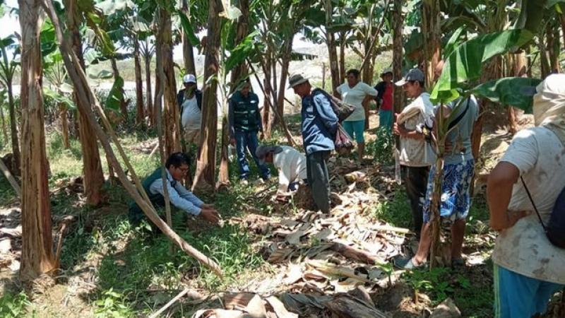 Tumbes: productores aprenden a conservar calidad de banano y plátano con microorganismos benéficos