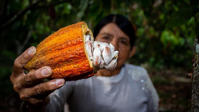 Ucayali es hoy el tercer productor nacional de cacao gracias a los fondos de USAID