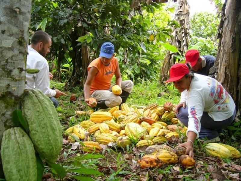 UCAYALI: EXISTEN MÁS DE 20 MIL HECTÁREAS DE CACAO