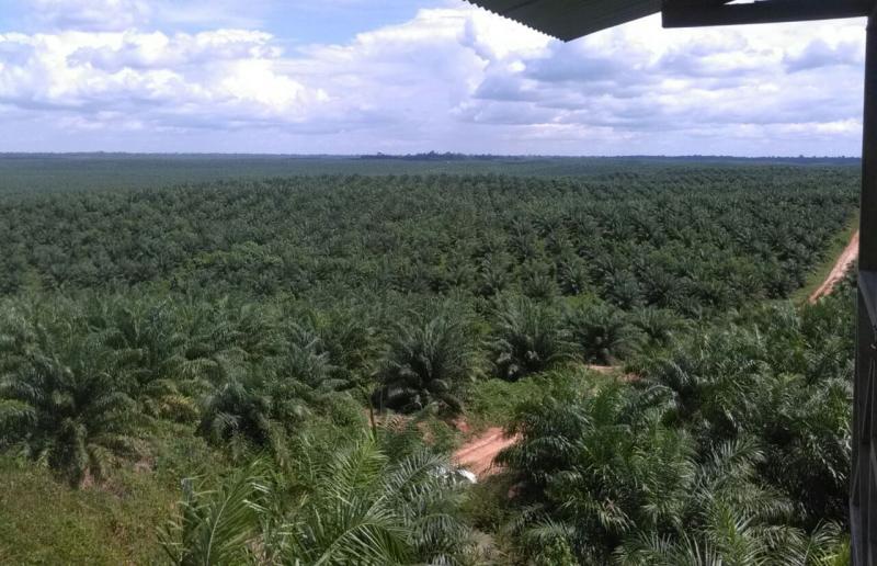 Ucayali: Fiscalía Penal de Campo Verde archivó denuncias contra Ocho Sur