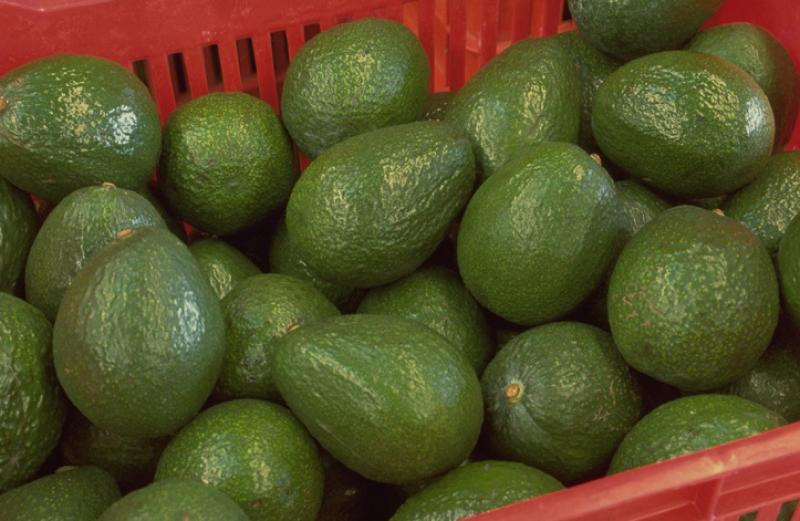 Una importante importadora estadounidense impulsa los programas de cítricos de verano y de aguacates peruanos