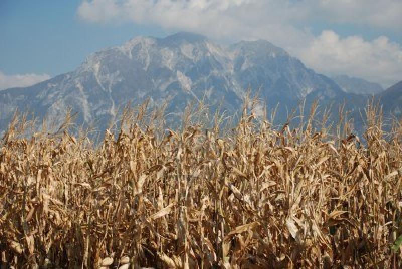 UNALM MEJORARÁ CALIDAD DEL ALIMENTO PARA GANADO DE HUACHO