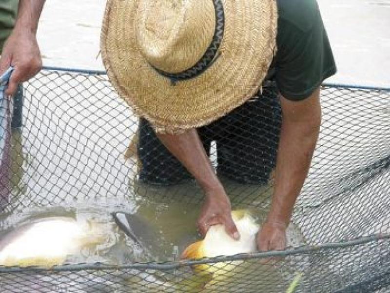 UNEN ESFUERZOS PARA MEJORAR CADENAS PRODUCTIVAS PISCÍCOLAS Y AGRÍCOLAS