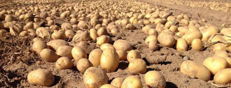 Unión Europea produjo 54 millones de toneladas de papas en 2020