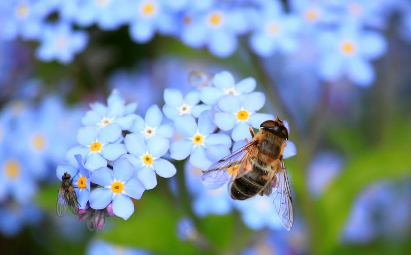 Usan sonido del aleteo de las abejas para estimular las flores