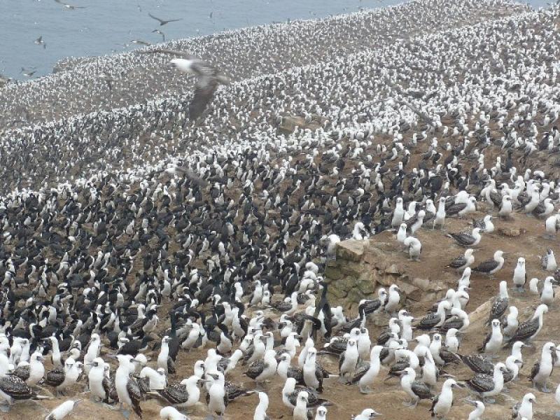 USO Y CONSECUENCIAS DE LA UTILIZACIÓN DE GUANO DE LA ISLA COMO FERTILIZANTE