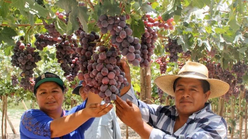 Uva de mesa 2026/27: El éxito depende de la precisión hídrica y la lectura climática anticipada