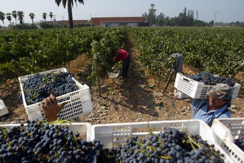 Uvas y arándanos empujan el crecimiento de las exportaciones no tradicionales