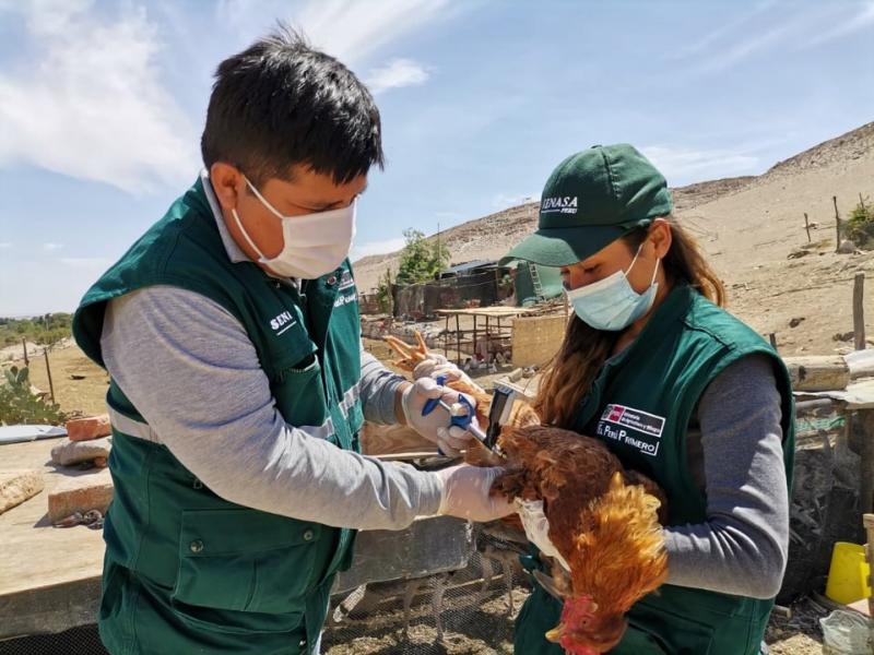 Vacunación de aves de crianza familiar avanza de manera sostenida para proteger sustento de pequeños productores