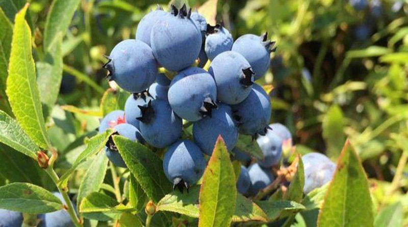 Valle y Pampa ampliará cultivo de arándanos y busca la diversificación