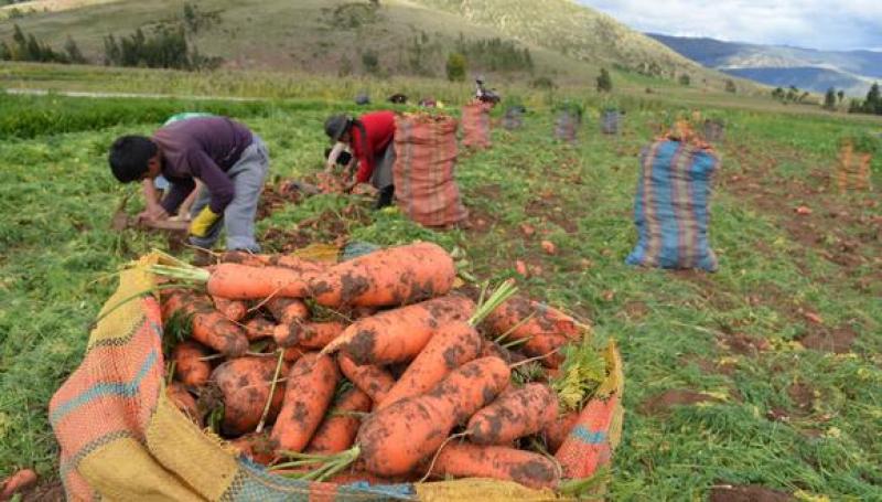 Valor de la producción agropecuaria alcanzó los S/ 14.285 millones en el primer semestre del 2022, registrando un incremento del 5.3%