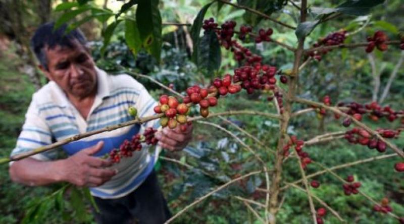 Valor de parque cafetero asciende a US$ 2.250 millones