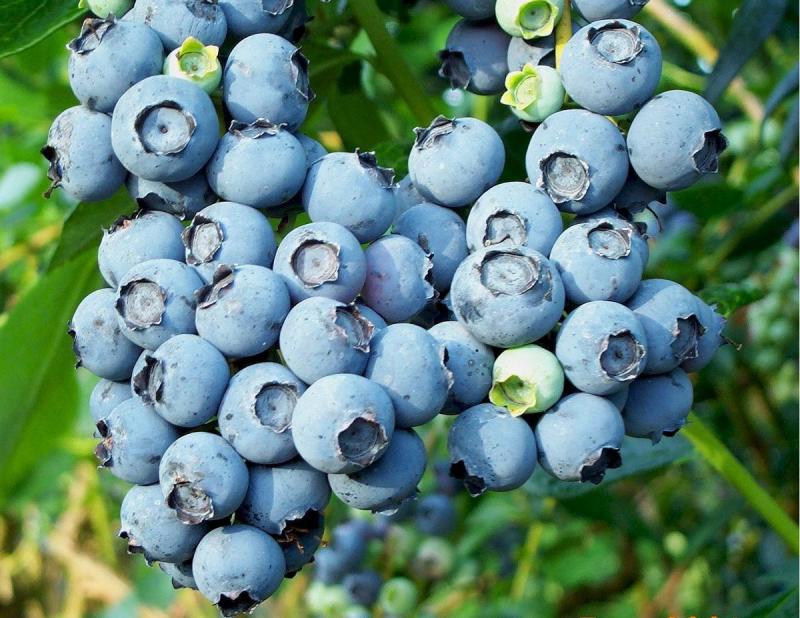 Variedad Biloxi no se sembraría en las nuevas áreas de arándanos que se instalarán en nuestro país