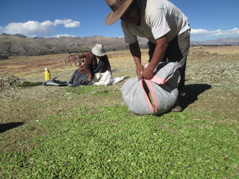 Variedades de leguminosas con alta calidad genética aumentan la productividad agrícola en más de 70%