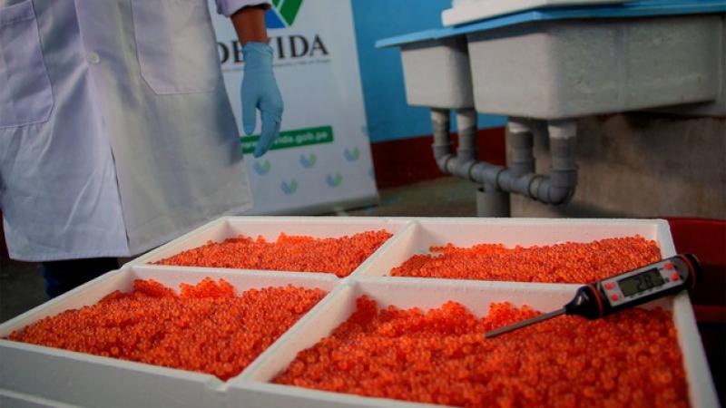 VRAEM: Devida garantiza producción de 87 toneladas de trucha para mejorar economía local