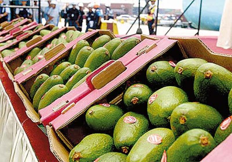 Westfalia Fruit analiza el déficit en la importación de aguacate en la Unión Europea