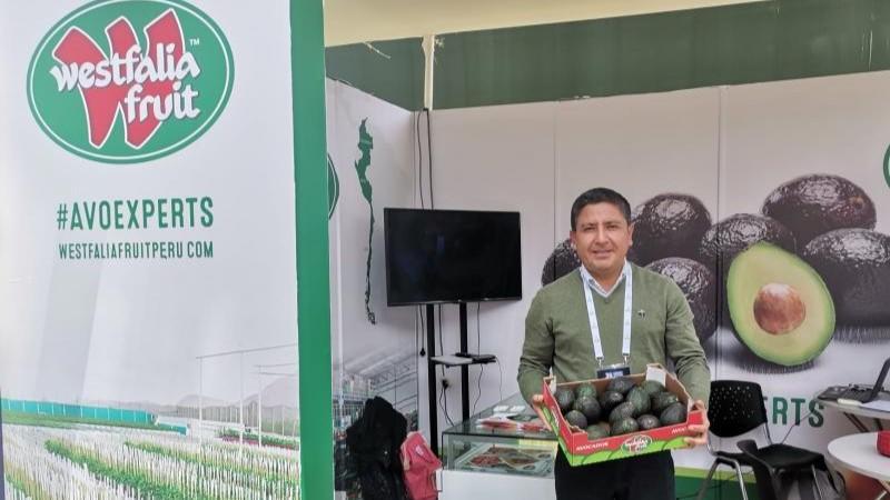 Westfalia Fruit instaló en Cañete planta para elaborar aceite de palta