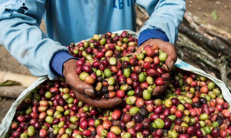 Wold Coffee Research muestra más interés por café Robusta ¿necesita el café especial hacer lo mismo?