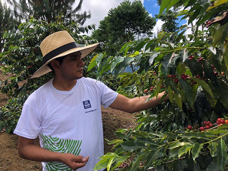 Yara lanzará “NuestroCafé” para incrementar rendimiento productivo y calidad de taza