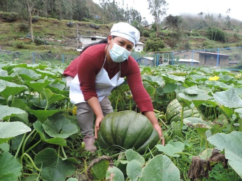 Zapallo se pone de moda en Junín