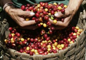 “CAFÉ Y CACAO LÍDERES EN LA AGROEXPORTACIÓN”